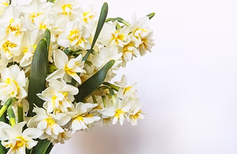 Yellow And White Flowers